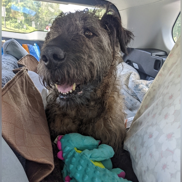 THANK YOU FROM ME AND BROWNIE - Picture 3 of 6